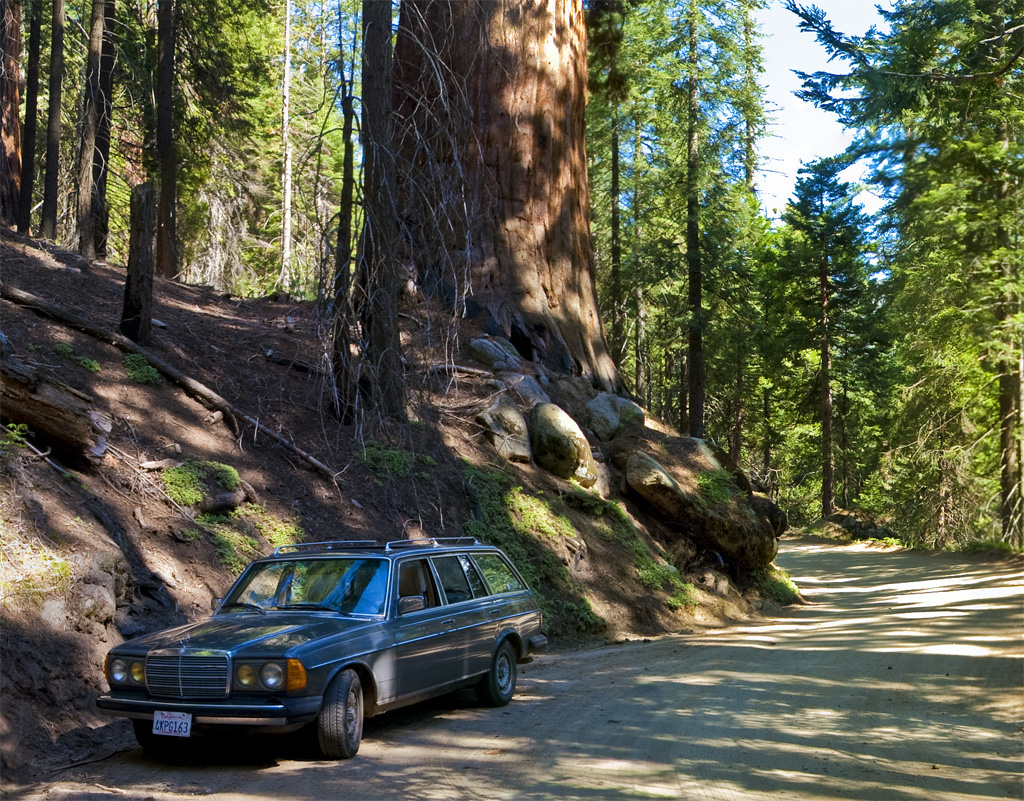 Big Tree and Benz